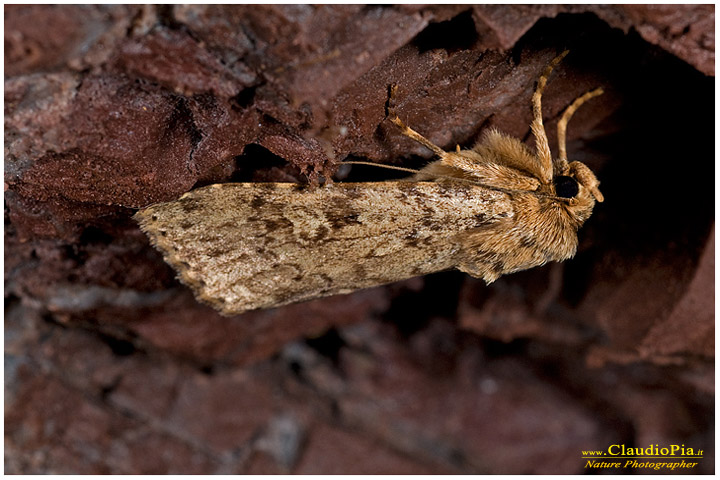 Noctuidae Amphipyrinae Pyrois effusa, falena, miniera, val graveglia